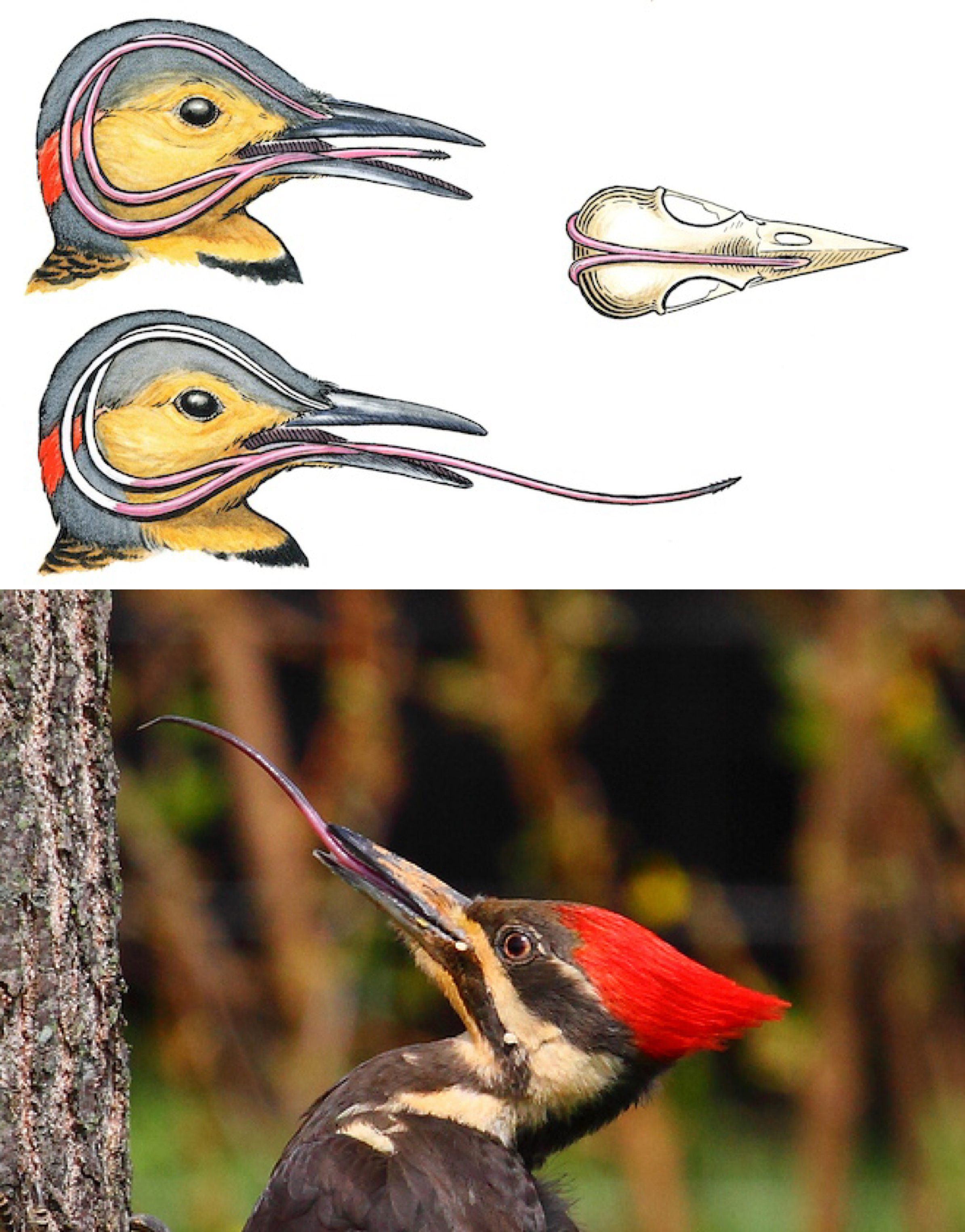 WTF Facts - woodpecker tongue brain