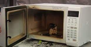 Incredibly Stupid Things - microwave oven