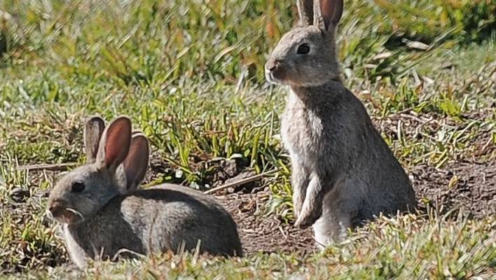 Incredibly Stupid Things - rabbits in australia