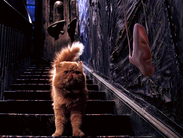 Movie fan theories  - harry potter ear cat