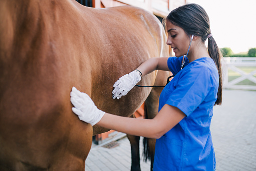 Dying Industries - Equine veterinary work