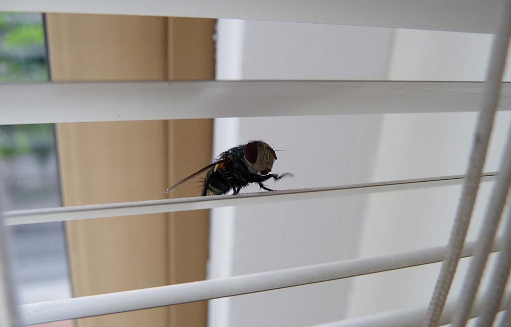 Minor Life Annoyances - When a fly gets into your room