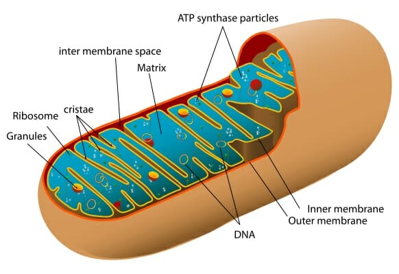 Science Facts - mitochondria structure - Atp synthase particles inter membrane space Matrix Ribosome cristae Granules res Inner membrane Outer membrane Dna