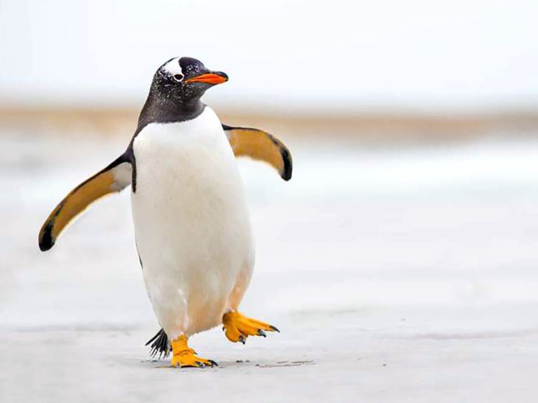 Fascinating Facts - Penguins have knees