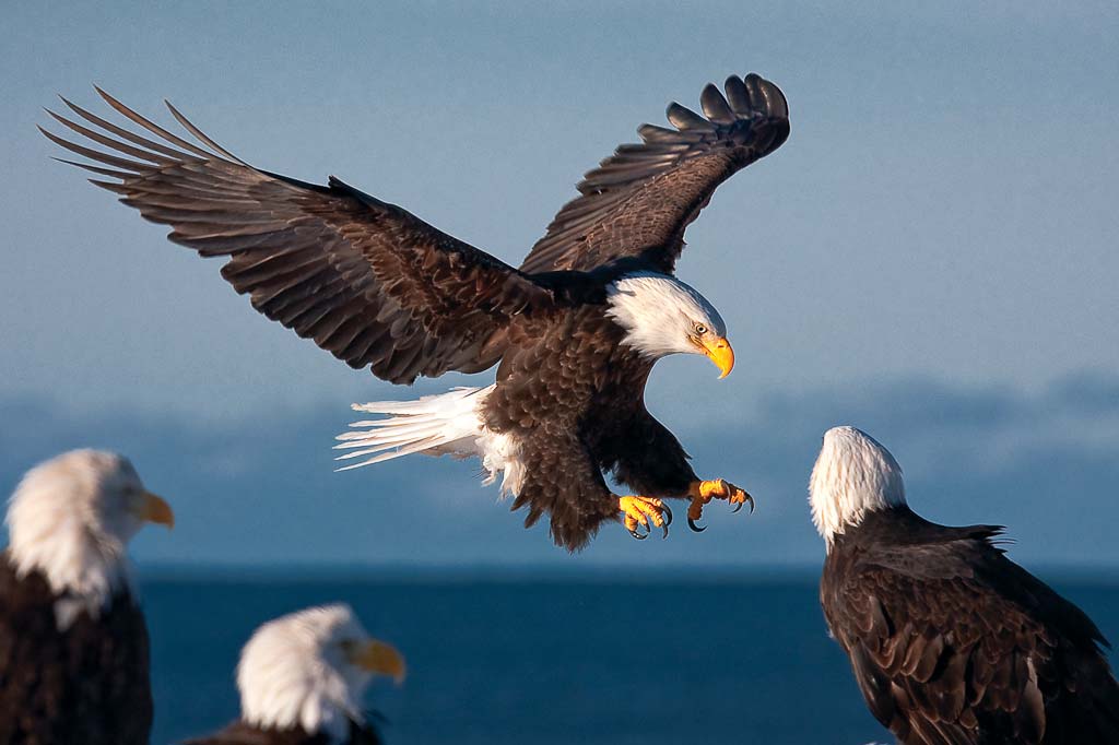 Fascinating Facts - If a bald eagle loses a feather, it sheds the same feather on the opposite side of its body to stay perfectly balanced in flight