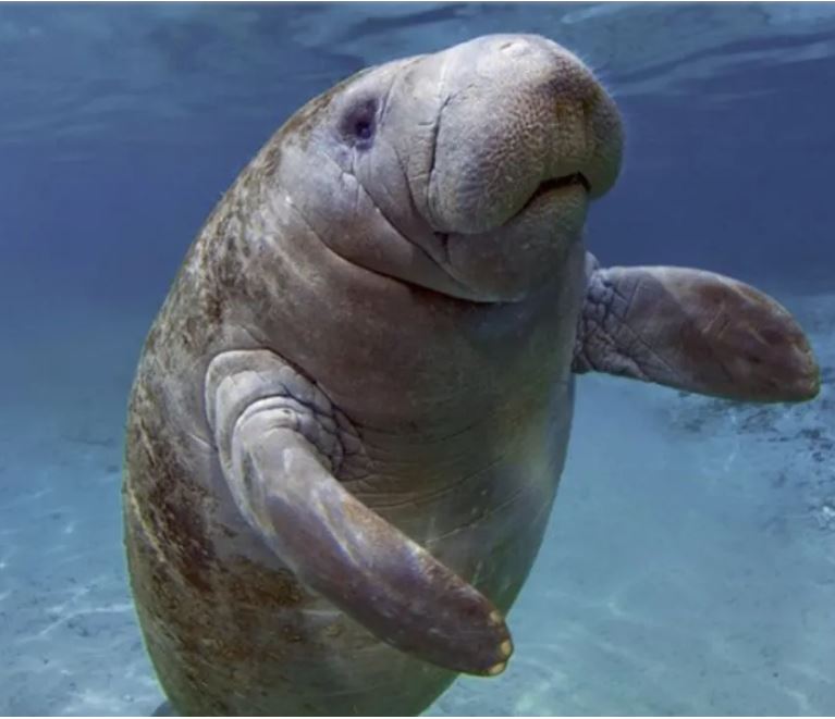 Fascinating Facts - Manatees have nails on their flippers