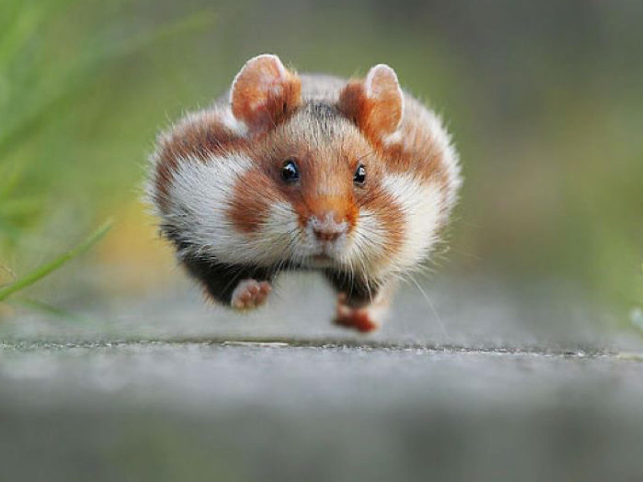 life lessons learned late  - “My childhood hamster did not, in fact, run away.” - u/kifflington