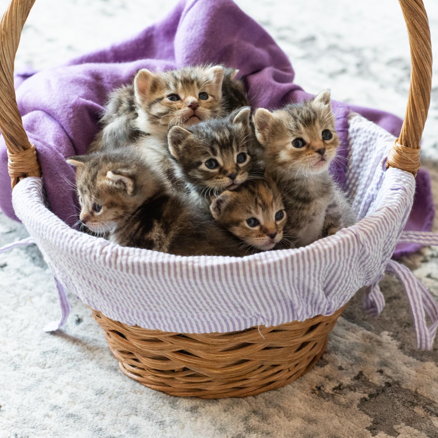 life lessons learned late  - “The saying is ‘kit and caboodle’ and not ‘kitten caboodle.’ Until I found out the real saying, I always pictured a big basket filled with kittens.” - u/Guac__is__extra__