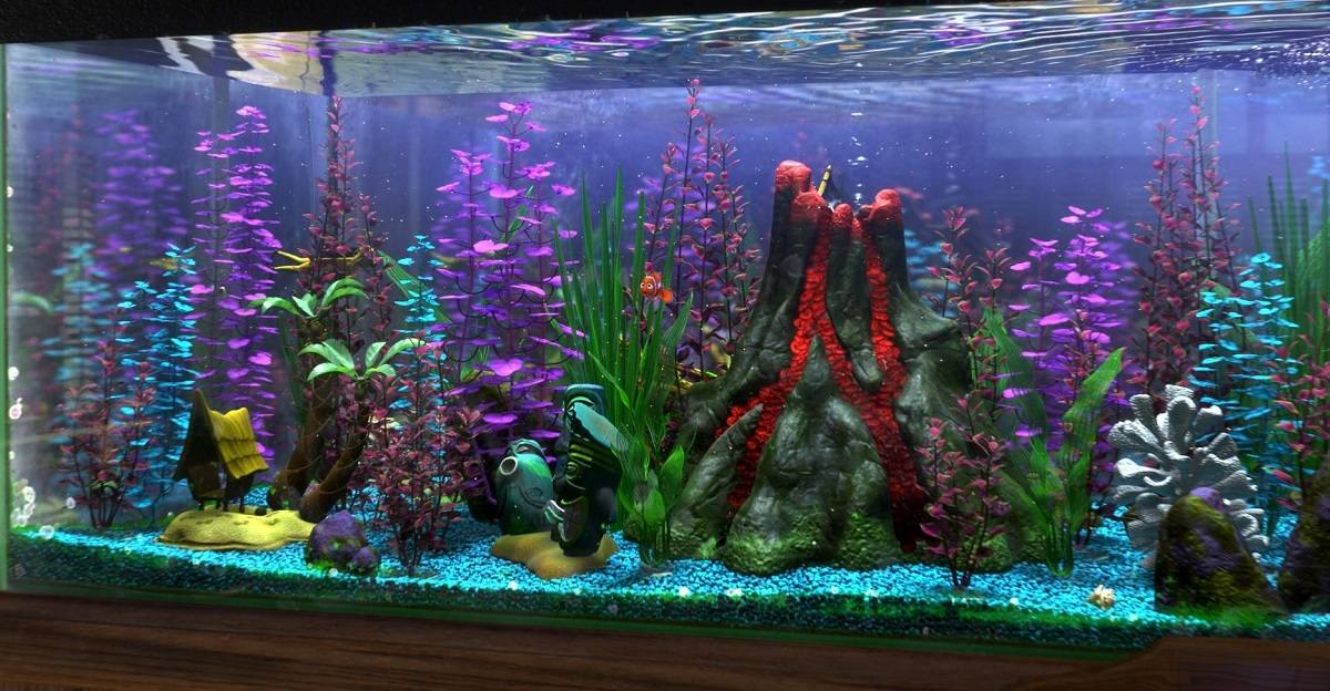 real life finding nemo fish tank