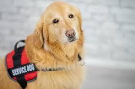 If a service dog summons you over, follow them- they might be bringing you to a person in need of help.