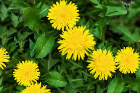 All parts of a dandelion is edible. Not many calories but it's something.