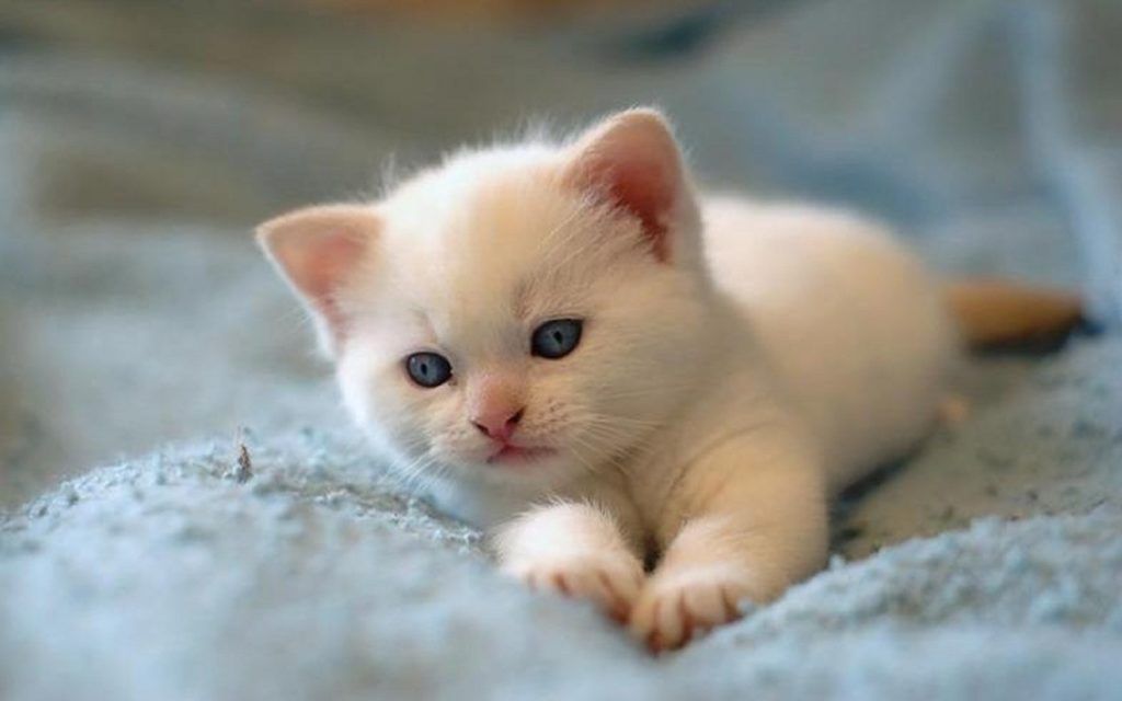 cute baby cat pic