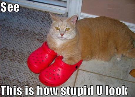 lol cat and crocs