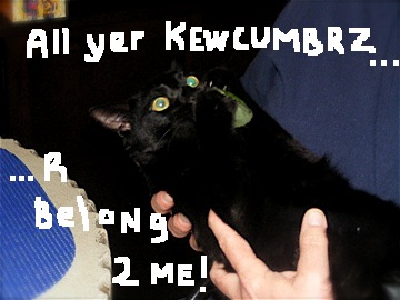 Timmycat loves cucumbers... hand 'em over!