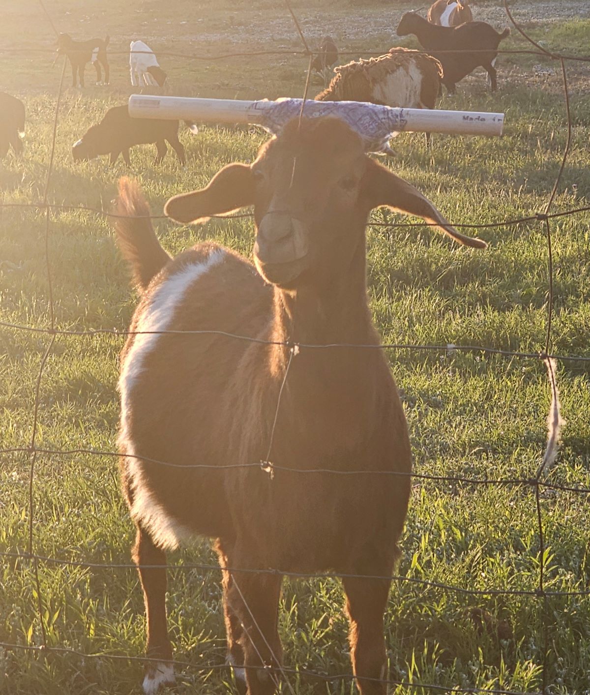 Neighbor goat sporting horn modification. New use for duct tape. Things you only see in Texas.