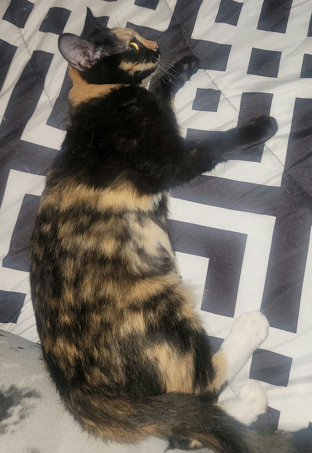 My cat's right side looks like she's wearing an outfit.