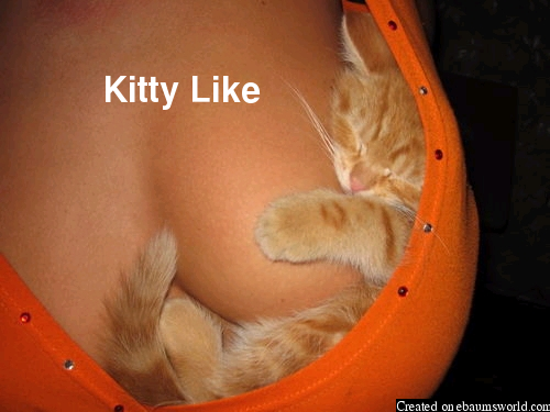 I envy this kitten.