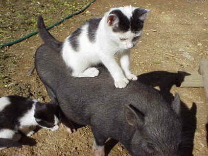 Cute Animal Friendships