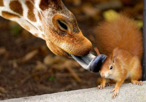 Cute Animal Friendships