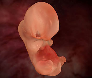 Animals in the Womb - Gallery