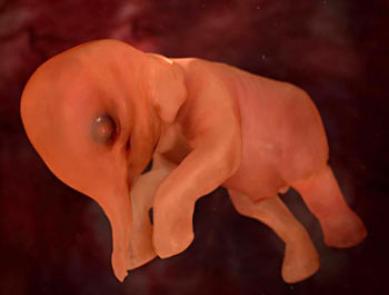 Animals in the Womb