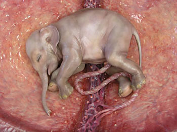 Animals in the Womb
