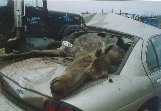 Moose and Car Accident