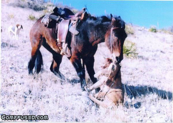 Mule vs. Mountlion Lion