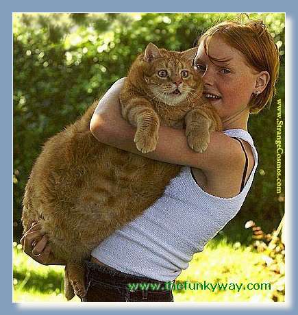 Enormous  Funny Animals