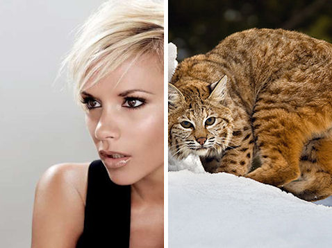 Celebrities that look like animals