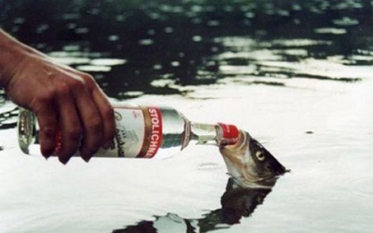 It is illegal to get a fish drunk (Ohio)