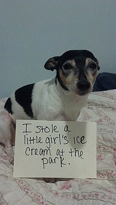 Letters from dogs! (Hilarious)