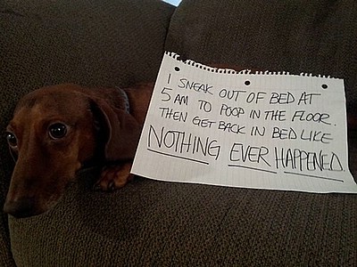 Letters from dogs! (Hilarious)
