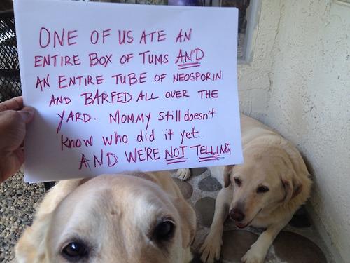 Letters from dogs 2! (Hilarious)