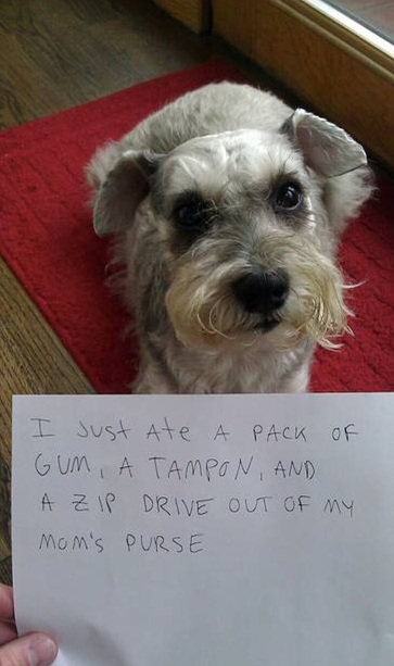Letters from dogs!