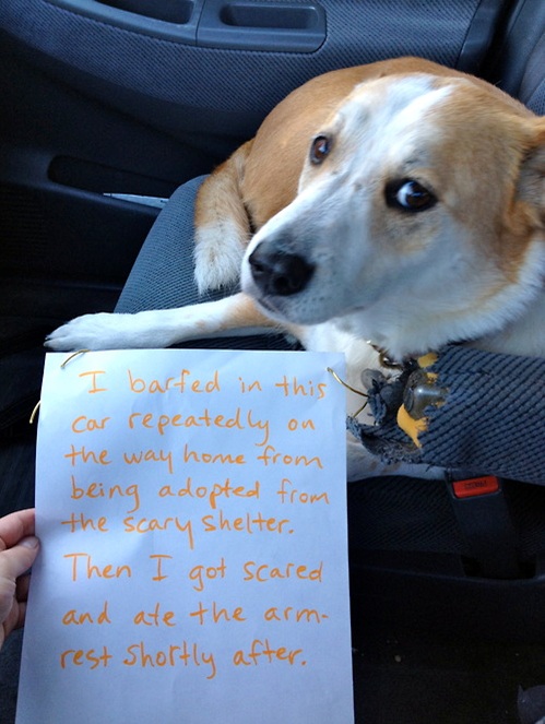 Letters from dogs!