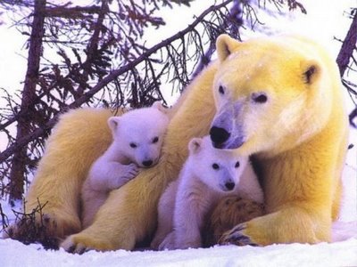 Animals and their Babies