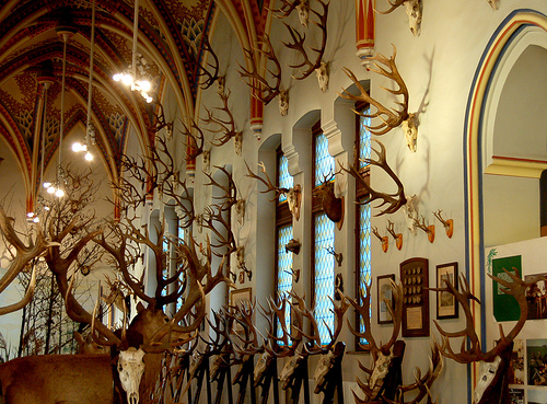 Cathedral of Antlers