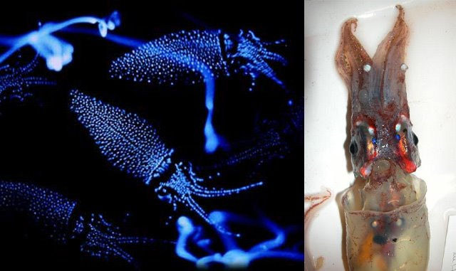 Odd-Looking Marine Animals You Never Knew Existed