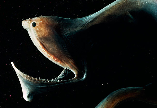 Odd-Looking Marine Animals You Never Knew Existed