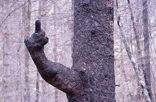 He is telling you what he thinks about the logging industry