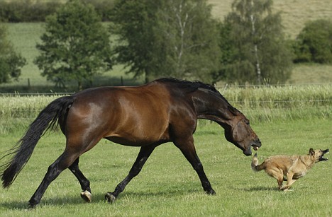 Dog chases Horse......