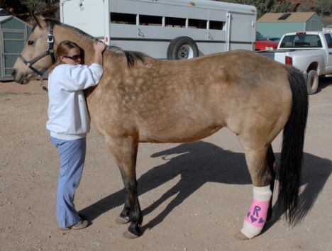 Riley the amputee horse saved