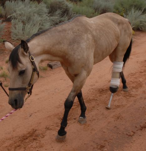 Riley the amputee horse saved