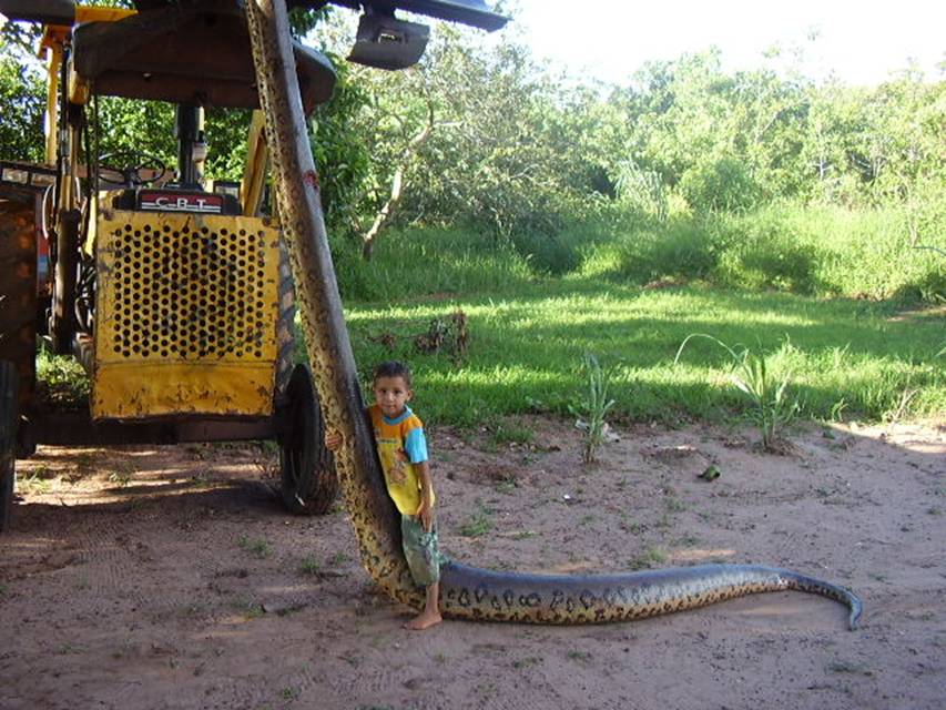 Huge Deadly Anaconda found.....