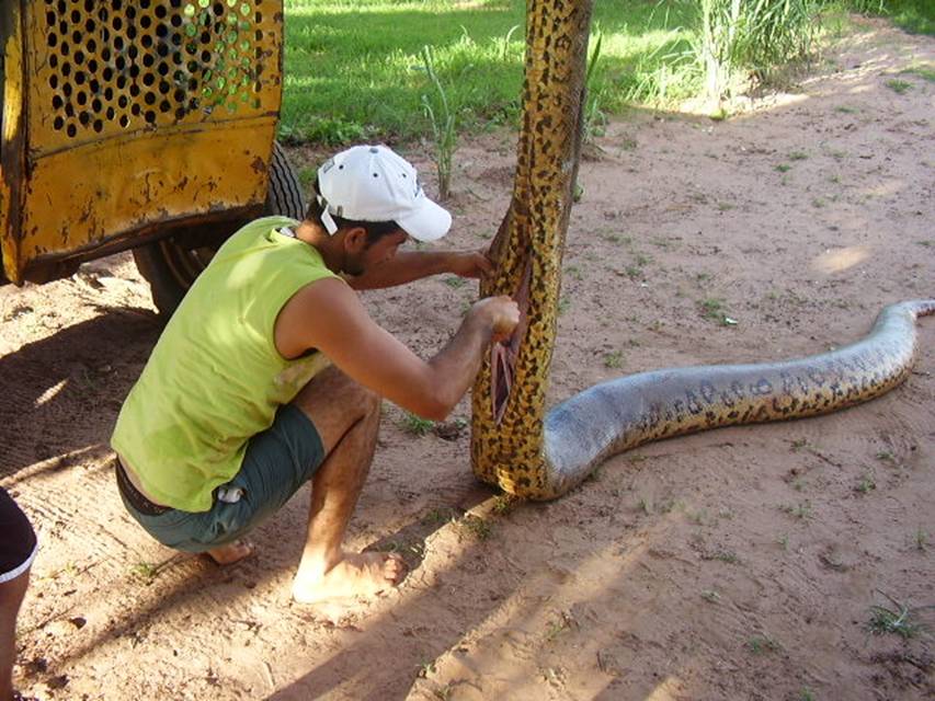 the largest anaconda ever found