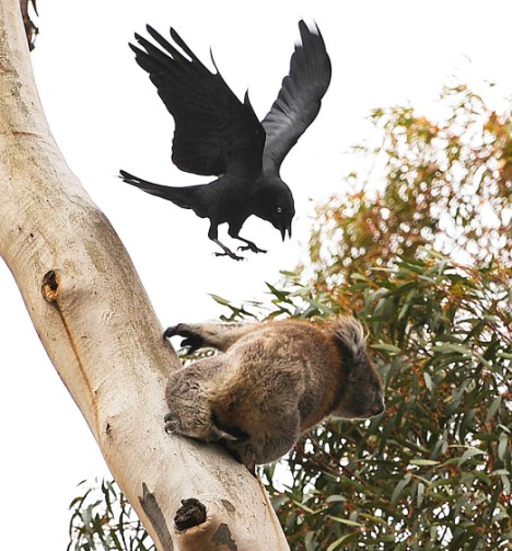Koala got too close to crow's nest
