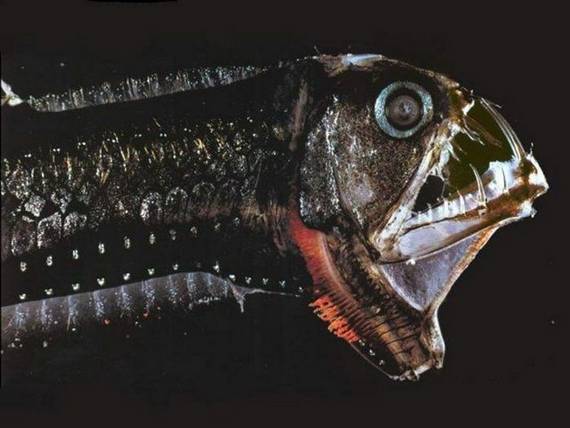 Scary fish