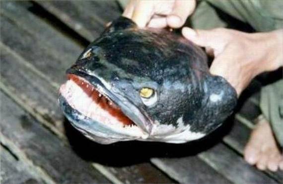 Scary fish
