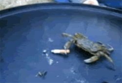 This crab, for instance, smokes...WTF?
